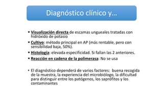 Diagnóstico clínico y…
 Visualización directa de escamas ungueales tratadas con
hidróxido de potasio
 Cultivo: método principal en AP (más rentable, pero con
sensibilidad baja, 50%).
 Histología: elevada especificidad. Si fallan las 2 anteriores.
 Reacción en cadena de la polimerasa: No se usa
• El diagnóstico dependerá de varios factores: buena recogida
de la muestra, la experiencia del microbiólogo, la dificultad
para distinguir entre los patógenos, los saprófitos y los
contaminantes
 