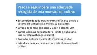 Pasos a seguir para una adecuada
recogida de una muestra de cultivo
• Suspensión de todo tratamiento antifúngico previo a
la toma de la muestra al menos 15 días antes.
• Lavado de la zona con agua y jabón o alcohol 70º
• Cortar la lámina para acceder al límite de uña sana-
uña patológica (hongos viables)
• Raspado: obtener escamas lo más finas posible
• Introducir la muestra en un bote estéril sin medio de
cultivo
 