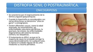 DISTROFIA SENIL O POSTRAUMÁTICA.
ONICOGRIPOSIS
• Se caracteriza por el engrosamiento de la
lámina ungueal (paquioniquia).
• Cuando la hipertrofia es considerable y en
varias direcciones se denomina “uñas en
garra” u onicogriposis.
• Existen diferentes causas, como la edad
avanzada, los traumatismos, las
enfermedades vasculares periféricas, la
psoriasis, las ictiosis, las enfermedades
degenerativas del sistema nervioso
central y las idiopáticas.
• El tratamiento es difícil, ya que en la
mayoría de casos no se puede corregir la
causa desencadenante; en cualquier caso,
es básico el cuidado regular de las uñas
mediante su recorte periódico.
 