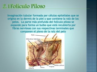 Invaginación tubular formada por células epiteliales que se
origina en la dermis de la piel y que contiene la raíz de los
pelos. La parte más profunda del folículo piloso se
expande para forma un bulbo que está recubierto por
fibras nerviosas con sus respectivas terminales que
componen el plexo de la raíz del pelo
 