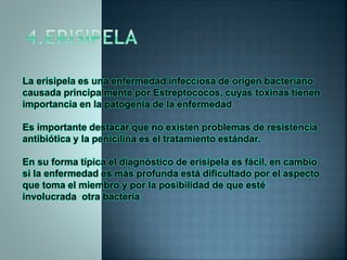 La erisipela es una enfermedad infecciosa de origen bacteriano
causada principalmente por Estreptococos, cuyas toxinas tienen
importancia en la patogenia de la enfermedad
Es importante destacar que no existen problemas de resistencia
antibiótica y la penicilina es el tratamiento estándar.
En su forma típica el diagnóstico de erisipela es fácil, en cambio
si la enfermedad es más profunda está dificultado por el aspecto
que toma el miembro y por la posibilidad de que esté
involucrada otra bacteria
 
