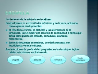 Las lesiones de la erisipela se localizan:
habitualmente en extremidades inferiores y en la cara, actuando
como agentes predisponentes:
 el linfedema crónico, la diabetes y las alteraciones de la
inmunidad. Suele existir una solución de continuidad o herida que
actúa como puerta de entrada, cortaduras, arañazos,
mordeduras.
 Son más frecuentes en mujeres, de edad avanzada, con
insuficiencia venosa y úlceras.
Son infecciones de profundidad progresiva en la dermis y el tejido
celular subcutáneo, evolucionando.
Erisipela Celulitis Linfagitis
Fascitis
necronizante
 