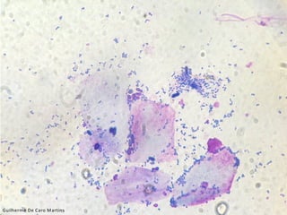 Guilherme De Caro Martins
 