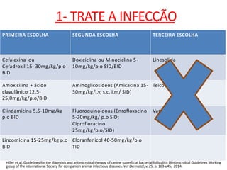PRIMEIRA ESCOLHA SEGUNDA ESCOLHA TERCEIRA ESCOLHA
Cefalexina ou
Cefadroxil 15- 30mg/kg/p.o
BID
Doxiciclina ou Minociclina 5-
10mg/kg/p.o SID/BID
Linesolida
Amoxicilina + ácido
clavulânico 12,5-
25,0mg/kg/p.o/BID
Aminoglicosídeos (Amicacina 15-
30mg/kg/i.v, s.c, i.m/ SID)
Teicoplanina
Clindamicina 5,5-10mg/kg
p.o BID
Fluoroquinolonas (Enrofloxacino
5-20mg/kg/ p.o SID;
Ciprofloxacino
25mg/kg/p.o/SID)
Vancomicina
Lincomicina 15-25mg/kg p.o
BID
Cloranfenicol 40-50mg/kg/p.o
TID
Hiller et al. Guidelines for the diagnosis and antimicrobial therapy of canine superficial bacterial folliculitis (Antimicrobial Guidelines Working
group of the international Society for companion animal infectious diseases. Vet Dermatol, v. 25, p. 163-e45, 2014.
1- TRATE A INFECÇÃO
 