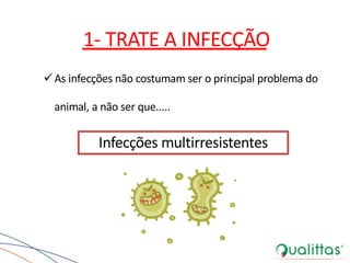 1- TRATE A INFECÇÃO
üAs infecções não costumam ser o principal problema do
animal, a não ser que.....
Infecções multirresistentes
 