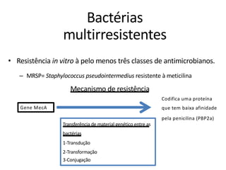 Bactérias
multirresistentes
• Resistência in vitro à pelo menos três classes de antimicrobianos.
– MRSP= Staphylococcus pseudointermedius resistente à meticilina
Mecanismo de resistência
Gene MecA
Codifica uma proteína
que tem baixa afinidade
pela penicilina (PBP2a)
Transferência de material genético entre as
bactérias
1-Transdução
2-Transformação
3-Conjugação
 