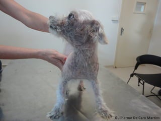 Guilherme De Caro Martins
 