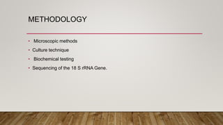 METHODOLOGY
• Microscopic methods
• Culture technique
• Biochemical testing
• Sequencing of the 18 S rRNA Gene.
 