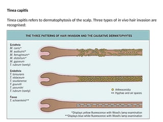 Endotrix Varous Fungal agents causing dermatitis in human and animals. | PPTX