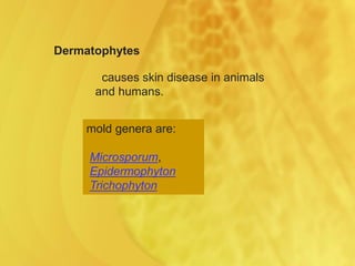 Dermatophytes
causes skin disease in animals
and humans.
mold genera are:
Microsporum,
Epidermophyton
Trichophyton
 