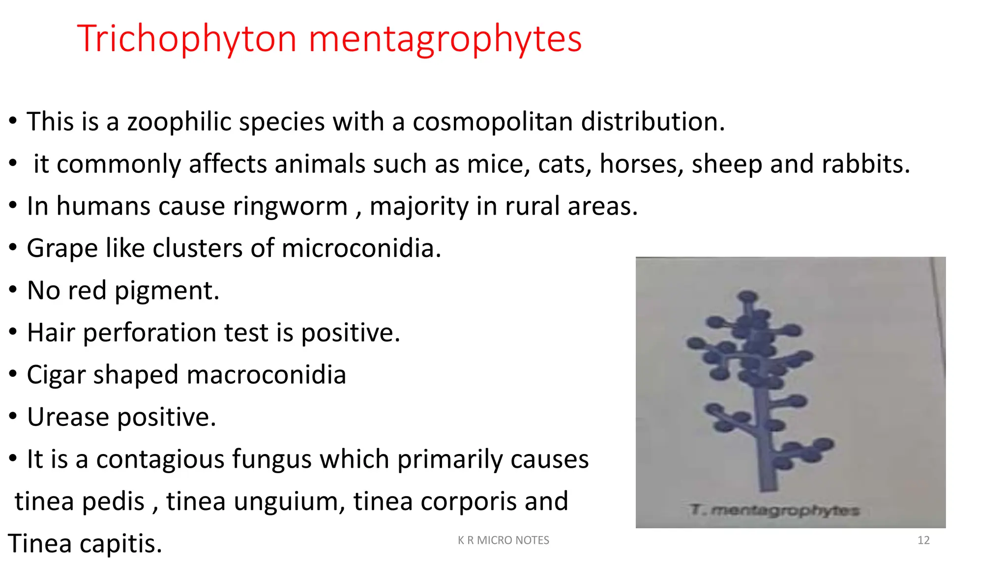 DERMATOPHYTES SUPERFICIAL MYCOSES K R.pptx