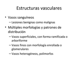Estructuras vasculares
• Vasos sanguíneos
– Lesiones benignas como malignas
• Múltiples morfologías y patrones de
distribución
– Vasos superficiales, con forma ramificada o
arboriforme
– Vasos finos con morfología enrollada o
glomerulares
– Vasos heterogéneos, polimorfos
 