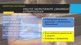 FASCITIS NECROTIZANTE (GANGRENA
ESTREPTOCÓCICA
Desbridamiento quirúrgico inmediato
hasta la fascia
Manejo de los líquidos
Terapia antimicrobiana intravenosa
Inhibidor de la pared celular
resistente a la β-lactamasa
Inhibidor de la síntesis proteica
bacteriana como la clindamicina.
DERMATOSIS BACTERIANA
TRATAMIENTO
 