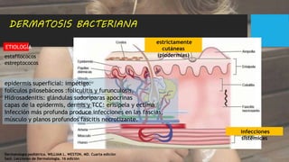 Dermatología pediátrica. WILLIAM L. WESTON, MD. Cuarta edición
Saúl. Lecciones de Dermatología. 16 edición
DERMATOSIS BACTERIANA
epidermis superficial: impétigo.
folículos pilosebáceos :foliculitis y furunculosis,
Hidrosadenitis: glándulas sudoríparas apocrinas
capas de la epidermis, dermis y TCC: erisipela y ectima
Infección más profunda produce infecciones en las fascias,
músculo y planos profundos fascitis necrotizante.
ETIOLOGÍA
estafilococos
estreptococos
estrictamente
cutáneas
(piodermias)
infecciones
sistémicas
 