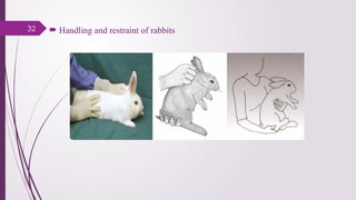 32  Handling and restraint of rabbits
 