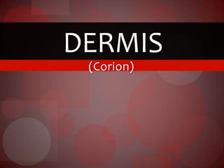 (Corion)
DERMIS
 