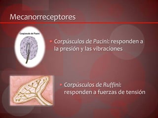 Mecanorreceptores
 Corpúsculos de Pacini: responden a
la presión y las vibraciones
 Corpúsculos de Ruffini:
responden a fuerzas de tensión
 