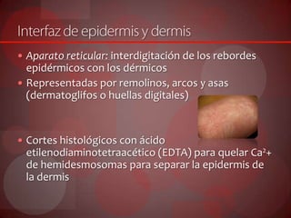  Aparato reticular: interdigitación de los rebordes
epidérmicos con los dérmicos
 Representadas por remolinos, arcos y asas
(dermatoglifos o huellas digitales)
 Cortes histológicos con ácido
etilenodiaminotetraacético (EDTA) para quelar Ca2+
de hemidesmosomas para separar la epidermis de
la dermis
 