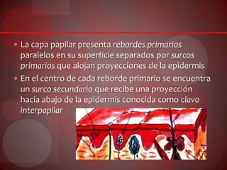  La capa papilar presenta rebordes primarios
paralelos en su superficie separados por surcos
primarios que alojan proyecciones de la epidermis
 En el centro de cada reborde primario se encuentra
un surco secundario que recibe una proyección
hacia abajo de la epidermis conocida como clavo
interpapilar
 