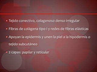  Tejido conectivo, colagenoso denso irregular
 Fibras de colágena tipo I y redes de fibras elásticas
 Apoyan la epidermis y unen la piel a la hipodermis o
tejido subcutáneo
 2 capas: papilar y reticular
 