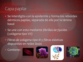  Se interdigita con la epidermis y forma los rebordes
dérmicos papilas, separada de ella por la lámina
basal
 Se une con esta mediante fibrillas de fijación
(colágena tipo VII)
 Fibras de colágena tipo III y fibras elásticas
dispuestas en redes laxas
 Contiene:
 