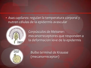  Asas capilares: regulan la temperatura corporal y
nutren células de la epidermis avascular
Corpúsculos de Meissner:
mecanorreceptores que responden a
la deformación leve de la epidermis
Bulbo terminal de Krausse
(mecanorreceptor)
 