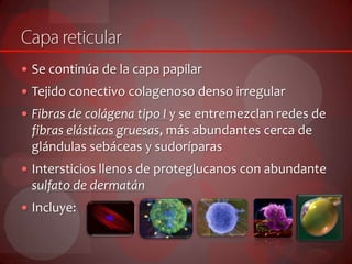  Se continúa de la capa papilar
 Tejido conectivo colagenoso denso irregular
 Fibras de colágena tipo I y se entremezclan redes de
fibras elásticas gruesas, más abundantes cerca de
glándulas sebáceas y sudoríparas
 Intersticios llenos de proteglucanos con abundante
sulfato de dermatán
 Incluye:
 