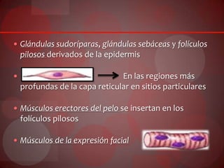  Glándulas sudoríparas, glándulas sebáceas y folículos
pilosos derivados de la epidermis
 En las regiones más
profundas de la capa reticular en sitios particulares
 Músculos erectores del pelo se insertan en los
folículos pilosos
 Músculos de la expresión facial
 