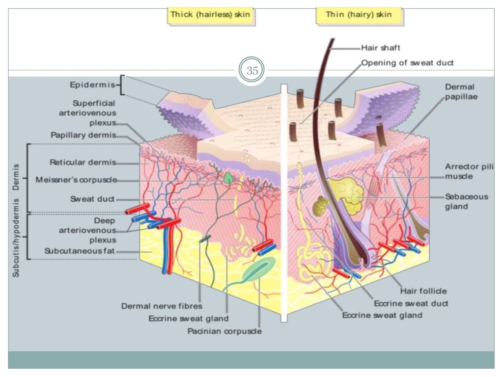 Dermo epidermal junction