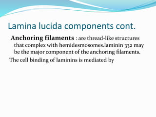 Lamina lucida components cont.
Anchoring filaments : are thread‐like structures
that complex with hemidesmosomes.laminin 332 may
be the major component of the anchoring filaments.
The cell binding of laminins is mediated by
 