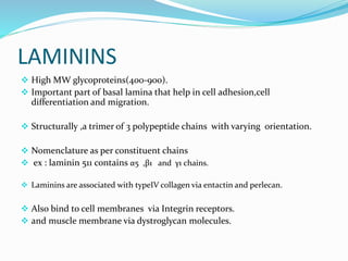 LAMININS
 High MW glycoproteins(400-900).
 Important part of basal lamina that help in cell adhesion,cell
differentiation and migration.
 Structurally ,a trimer of 3 polypeptide chains with varying orientation.
 Nomenclature as per constituent chains
 ex : laminin 511 contains α5 ,β1 and γ1 chains.
 Laminins are associated with typeIV collagen via entactin and perlecan.
 Also bind to cell membranes via Integrin receptors.
 and muscle membrane via dystroglycan molecules.
 