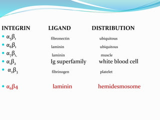INTEGRIN LIGAND DISTRIBUTION
 α5β1 fibronectin ubiquitous
 α6β1 laminin ubiquitous
 α7β1, laminin muscle
 α1β2 Ig superfamily white blood cell
 α2β3 fibrinogen platelet
 α6β4 laminin hemidesmosome
 