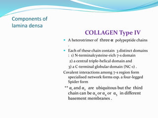 Components of
lamina densa
COLLAGEN Type IV
 A heterotrimer of three α polypeptide chains
.
 Each of these chain contain 3 distinct domains
: 1) N-terminalcysteine-rich 7-s domain
2) a central triple-helical domain and
3) a C-terminal globular domain (NC-1) .
Covalent interactions among 7-s region form
specialised network forms esp. a four-legged
Spider form
** α1 and α2 are ubiquitous but the third
chain can be α3 or α4 or α5 in different
basement membranes .
 