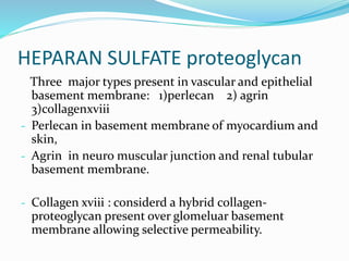 HEPARAN SULFATE proteoglycan
Three major types present in vascular and epithelial
basement membrane: 1)perlecan 2) agrin
3)collagenxviii
- Perlecan in basement membrane of myocardium and
skin,
- Agrin in neuro muscular junction and renal tubular
basement membrane.
- Collagen xviii : considerd a hybrid collagen-
proteoglycan present over glomeluar basement
membrane allowing selective permeability.
 