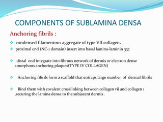 COMPONENTS OF SUBLAMINA DENSA
Anchoring fibrils :
 condensed filamentous aggregate of type VII collagen.
 proximal end (NC-1 domain) insert into basal lamina-laminin 332
 distal end integrate into fibrous network of dermis or electron dense
amorphous anchoring plaques(TYPE IV COLLAGEN)
 Anchoring fibrils form a scaffold that entraps large number of dermal fibrils
 Bind them with covalent crosslinking between collagen vii and collagen 1
,securing the lamina densa to the subjacent dermis .
 