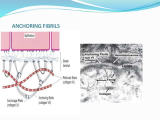 ANCHORING FIBRILS
 
