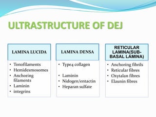ULTRASTRUCTURE OF DEJ
LAMINA LUCIDA
• Tonofilaments
• Hemidesmosomes
• Anchoring
filaments
• Laminin
• integrins
LAMINA DENSA
• Type4 collagen
• Laminin
• Nidogen/entactin
• Heparan sulfate
RETICULAR
LAMINA(SUB-
BASAL LAMINA)
• Anchoring fibrils
• Reticular fibres
• Oxytalan fibres
• Elaunin fibres
 