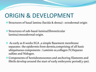 ORIGIN & DEVELOPMENT
Structures of basal lamina (lucida & densa) : ectodermal origin
Structures of sub-basal-lamina(fibroreticular
lamina):mesodermal origin.
 As early as 8 weeks EGA ,a simple Basement membrane
separates the epidermis from dermis,comprising of all basic
ubiquituous components : Laminin 111,collagen IV,Heparan
sulfate and Nidogen.
Components of hemidesmosomes and anchoring filaments and
fibrils develop around the start of early embryonic period(3-5m).
 