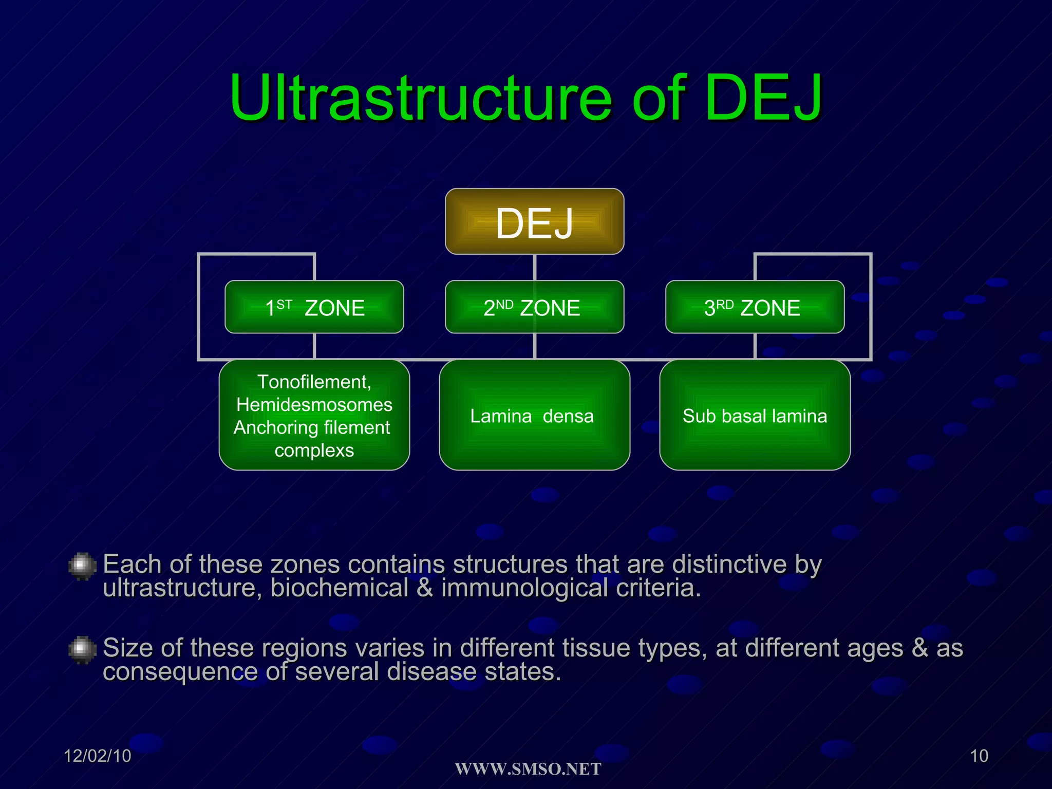 Ultrastructure of DEJ Each of these zones contains structures that are distinctive by ultrastructure, biochemical & immunological criteria. Size of these regions varies in different tissue types, at different ages & as consequence of several disease states. DEJ 1 ST   ZONE   2 ND  ZONE   3 RD  ZONE   Sub basal lamina Lamina  densa   Tonofilement, Hemidesmosomes Anchoring filement  complexs 