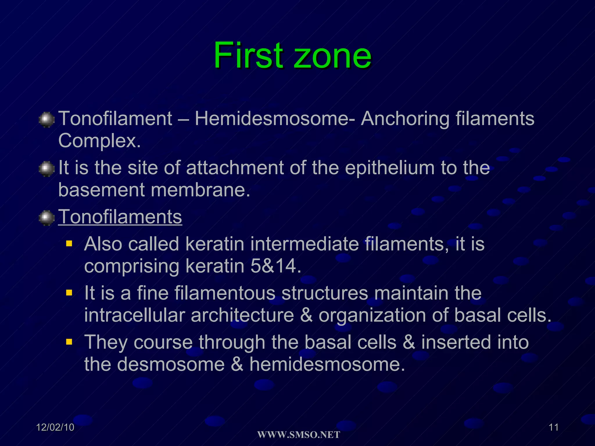 First zone  Tonofilament – Hemidesmosome- Anchoring filaments Complex. It is the site of attachment of the epithelium to the basement membrane. Tonofilaments Also called keratin intermediate filaments, it is comprising keratin 5&14. It is a fine filamentous structures maintain the intracellular architecture & organization of basal cells. They course through the basal cells & inserted into the desmosome & hemidesmosome.  