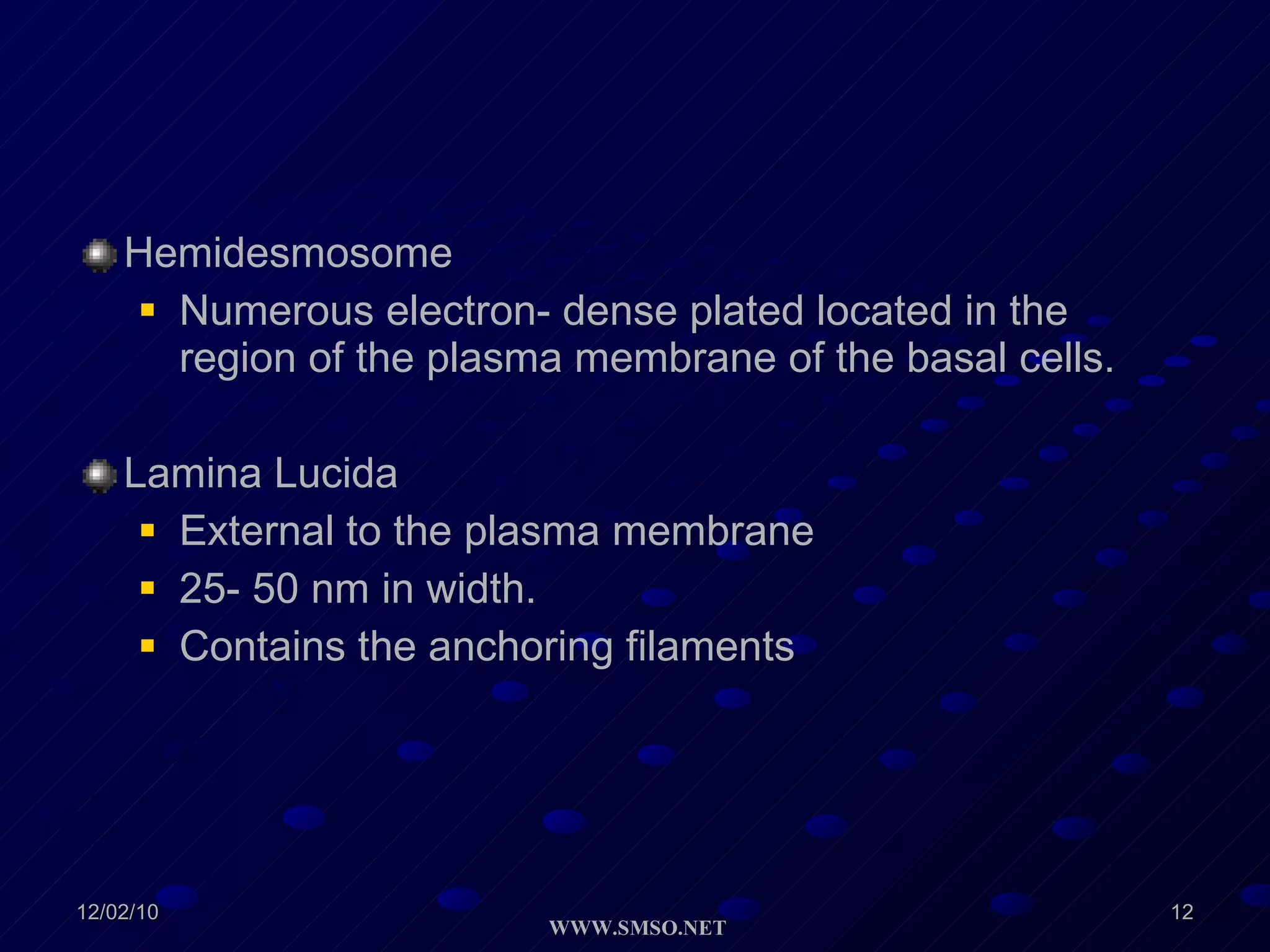 Hemidesmosome Numerous electron- dense plated located in the region of the plasma membrane of the basal cells. Lamina Lucida External to the plasma membrane 25- 50 nm in width. Contains the anchoring filaments 