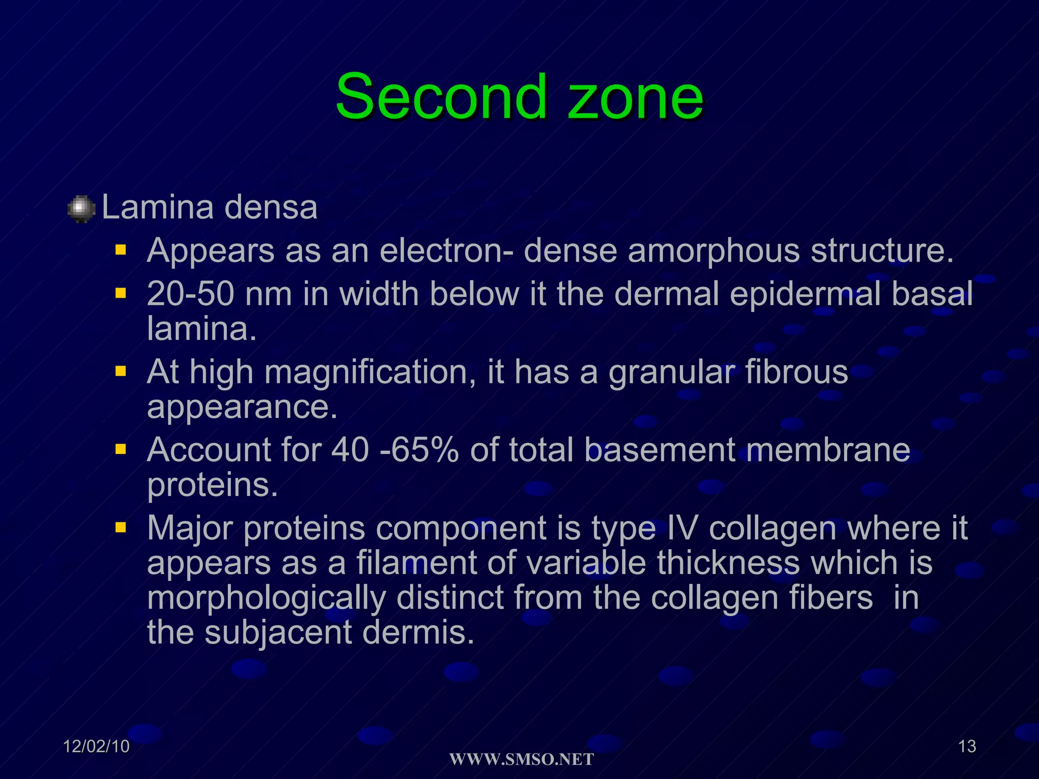 Second zone Lamina densa Appears as an electron- dense amorphous structure. 20-50 nm in width below it the dermal epidermal basal lamina. At high magnification, it has a granular fibrous appearance. Account for 40 -65% of total basement membrane proteins. Major proteins component is type IV collagen where it appears as a filament of variable thickness which is morphologically distinct from the collagen fibers  in the subjacent dermis. 