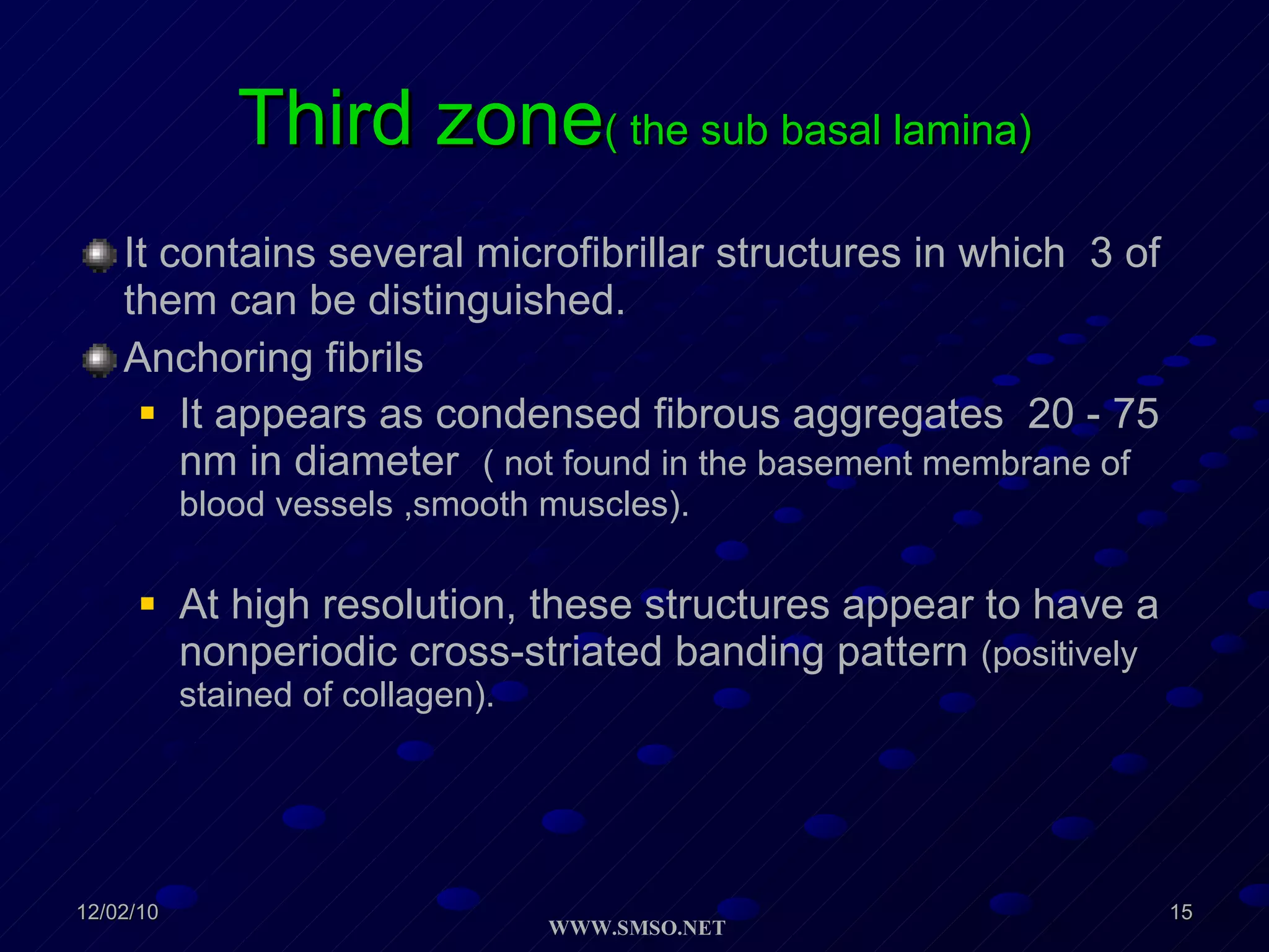Third zone ( the sub basal lamina) It contains several microfibrillar structures in which  3 of them can be distinguished. Anchoring fibrils It appears as condensed fibrous aggregates  20 - 75 nm in diameter  ( not found in the basement membrane of blood vessels ,smooth muscles). At high resolution, these structures appear to have a nonperiodic cross-striated banding pattern  (positively stained of collagen). 