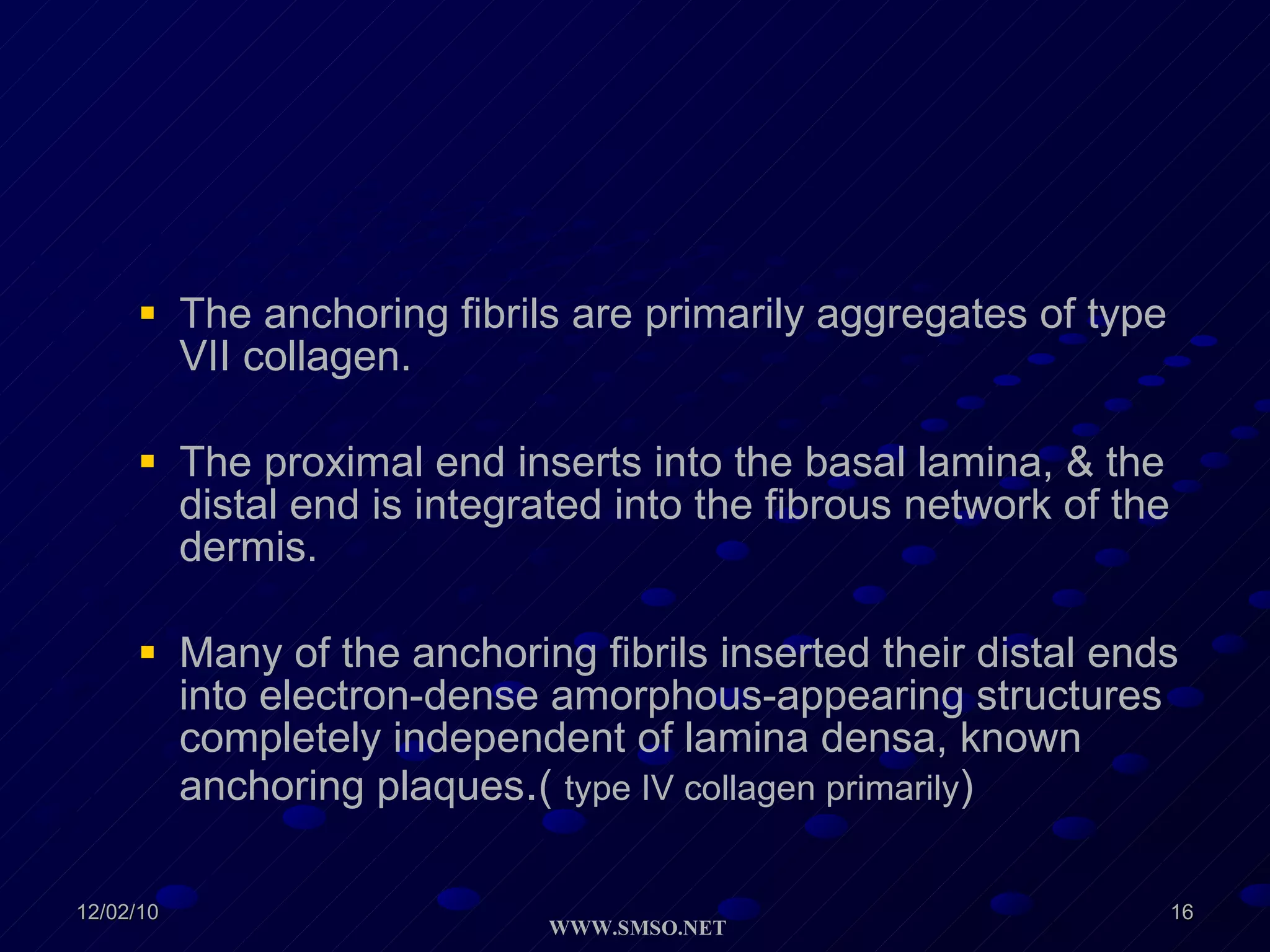 The anchoring fibrils are primarily aggregates of type VII collagen. The proximal end inserts into the basal lamina, & the distal end is integrated into the fibrous network of the dermis. Many of the anchoring fibrils inserted their distal ends into electron-dense amorphous-appearing structures completely independent of lamina densa, known anchoring plaques . (  type IV collagen primarily ) 