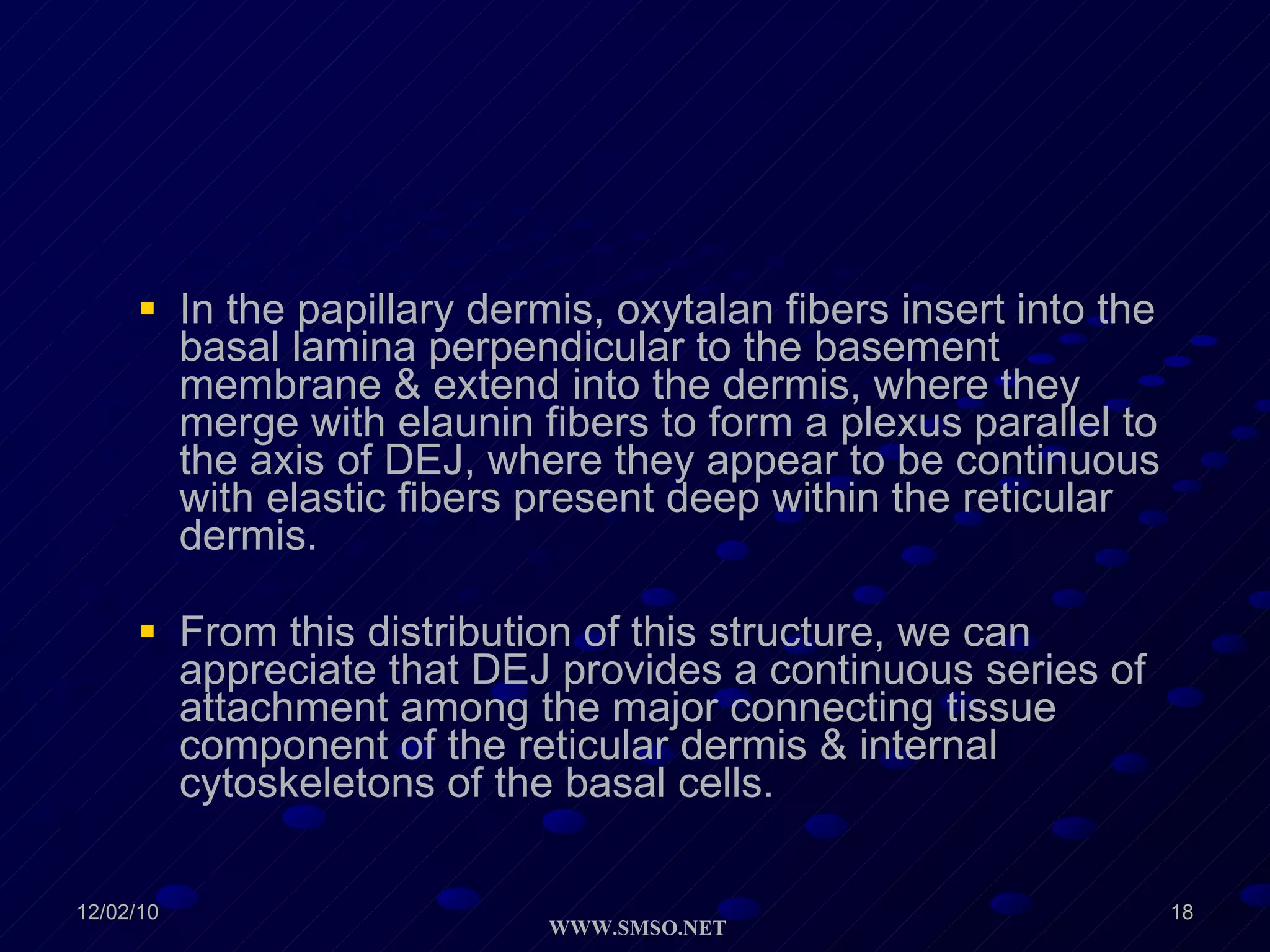 In the papillary dermis, oxytalan fibers insert into the basal lamina perpendicular to the basement membrane & extend into the dermis, where they merge with elaunin fibers to form a plexus parallel to the axis of DEJ, where they appear to be continuous with elastic fibers present deep within the reticular dermis. From this distribution of this structure, we can appreciate that DEJ provides a continuous series of attachment among the major connecting tissue component of the reticular dermis & internal cytoskeletons of the basal cells. 