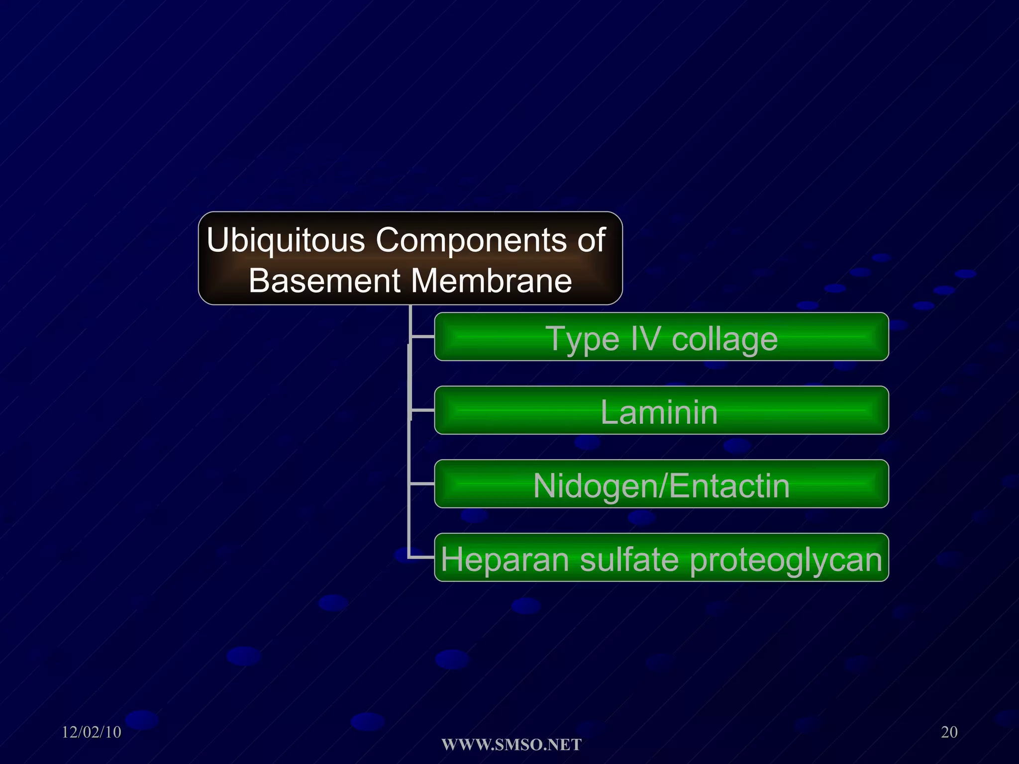 Ubiquitous Components of  Basement Membrane Type IV collage Laminin   Nidogen/Entactin Heparan sulfate proteoglycan 