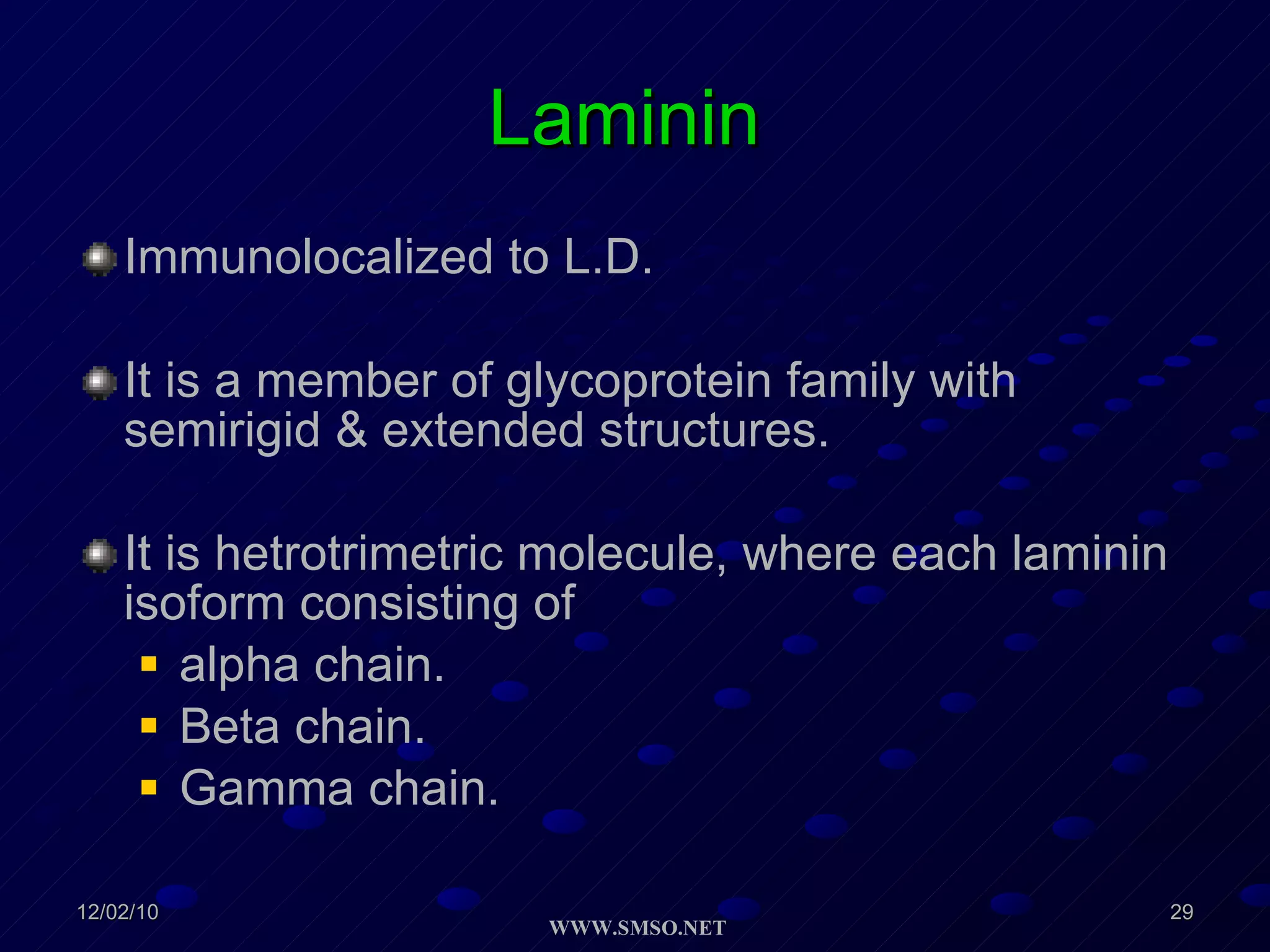 Laminin  Immunolocalized to L.D. It is a member of glycoprotein family with semirigid & extended structures. It is hetrotrimetric molecule, where each laminin isoform consisting of  alpha chain.  Beta chain.  Gamma chain. 