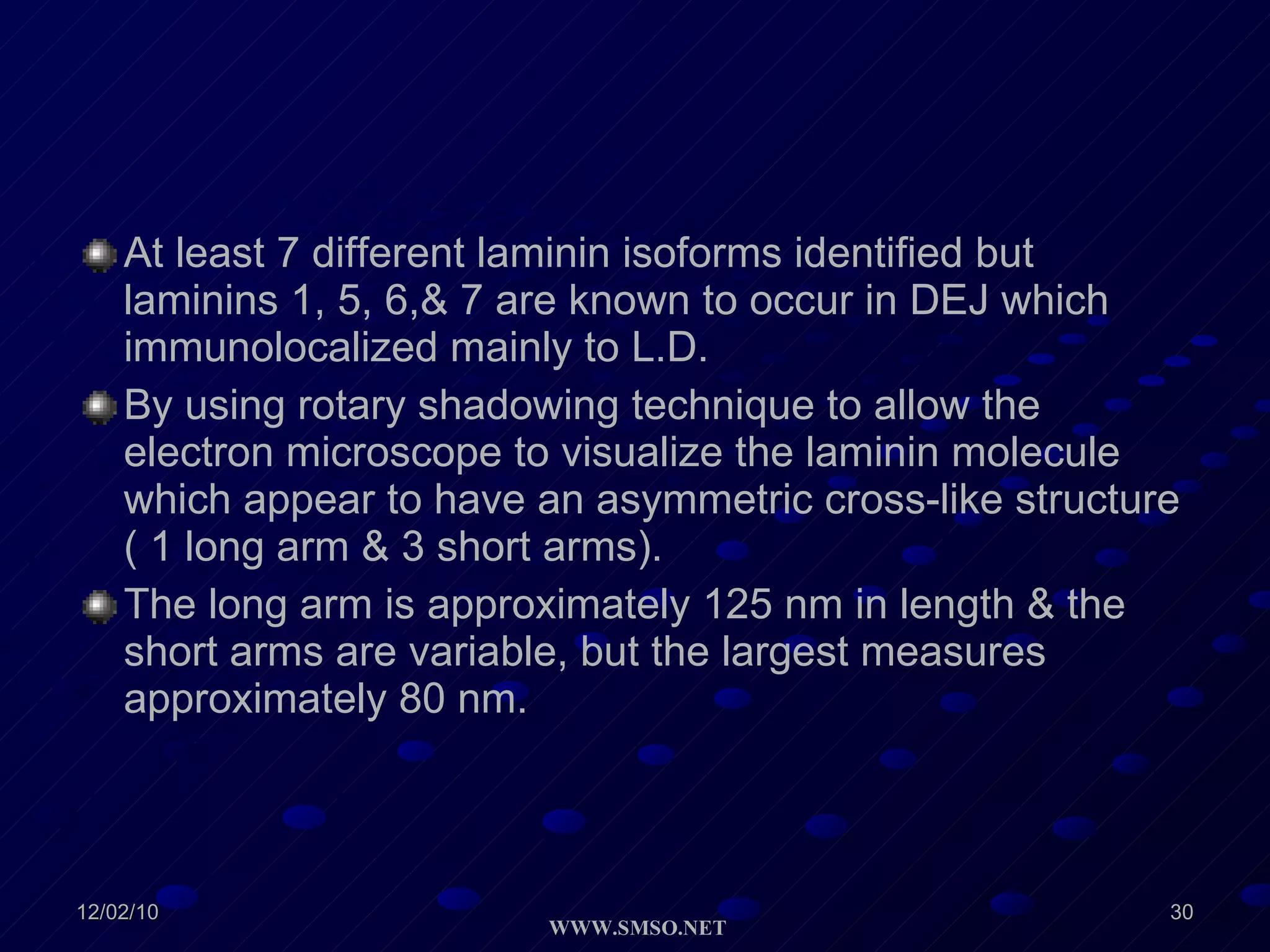 At least 7 different laminin isoforms identified but laminins 1, 5, 6,& 7 are known to occur in DEJ which immunolocalized mainly to L.D. By using rotary shadowing technique to allow the electron microscope to visualize the laminin molecule which appear to have an asymmetric cross-like structure  ( 1 long arm & 3 short arms). The long arm is approximately 125 nm in length & the short arms are variable, but the largest measures approximately 80 nm.  
