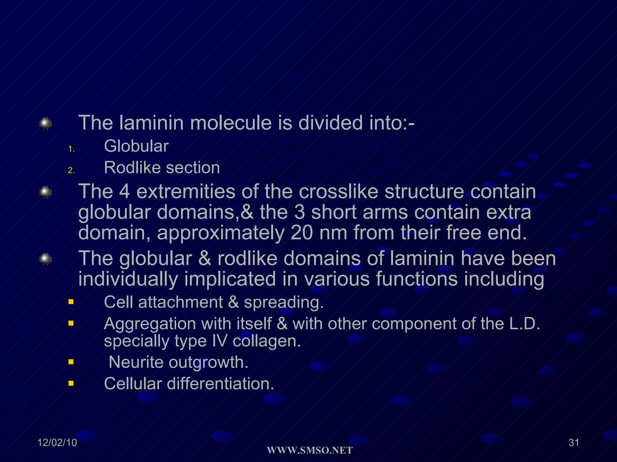 The laminin molecule is divided into:- Globular Rodlike section  The 4 extremities of the crosslike structure contain globular domains,& the 3 short arms contain extra domain, approximately 20 nm from their free end. The globular & rodlike domains of laminin have been individually implicated in various functions including Cell attachment & spreading. Aggregation with itself & with other component of the L.D. specially type IV collagen. Neurite outgrowth. Cellular differentiation. 