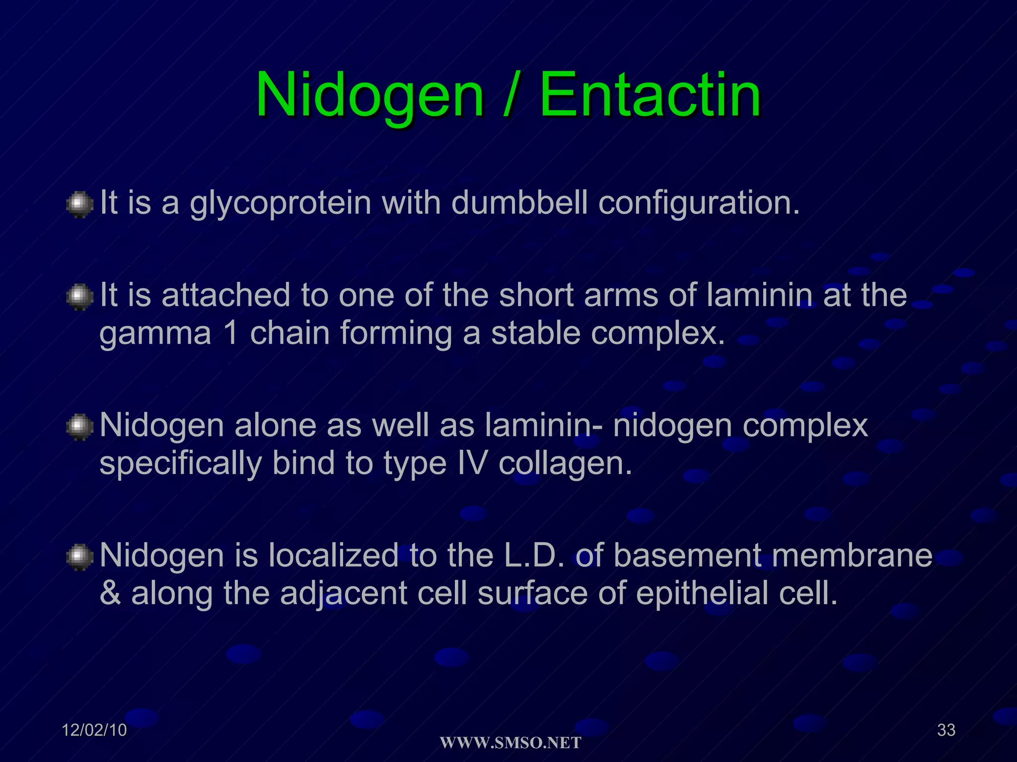 Nidogen / Entactin It is a glycoprotein with dumbbell configuration. It is attached to one of the short arms of laminin at the gamma 1 chain forming a stable complex. Nidogen alone as well as laminin- nidogen complex specifically bind to type IV collagen. Nidogen is localized to the L.D. of basement membrane & along the adjacent cell surface of epithelial cell.  